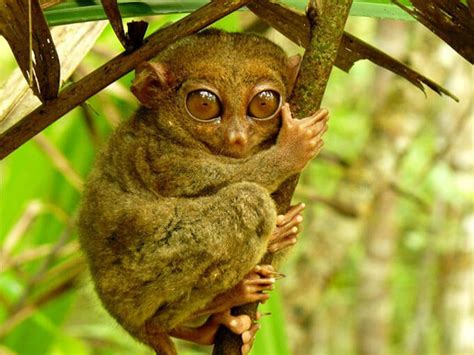  Bohol Tarsier Sanctuary: Birinci Sınıf Yaban Hayatı ve Şirin Primatlar!