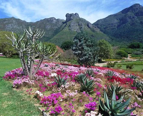  Kirstenbosch Ulusal Botanik Bahçesi: Güney Afrika'nın En Çarpıcı Bitki Koleksiyonu ve Muhteşem Masa Dağı Görüşleri!